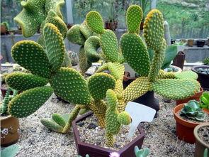 仙人掌吃瓜娱乐